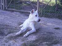 cane corso bianco